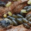 Didysis ąžuolinis amaras - Stomaphis quercus | Fotografijos autorius : Gintautas Steiblys | © Macrogamta.lt | Šis tinklapis priklauso bendruomenei kuri domisi makro fotografija ir fotografuoja gyvąjį makro pasaulį.