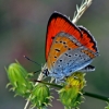 Didysis auksinukas - Lycaena dispar | Fotografijos autorius : Elmaras Duderis | © Macrogamta.lt | Šis tinklapis priklauso bendruomenei kuri domisi makro fotografija ir fotografuoja gyvąjį makro pasaulį.