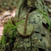 Dingy Twiglet - Simocybe centunculus | Fotografijos autorius : Vitalij Drozdov | © Macronature.eu | Macro photography web site