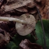 Mažasporė žalsvabudė - Simocybe centunculus | Fotografijos autorius : Vitalij Drozdov | © Macronature.eu | Macro photography web site