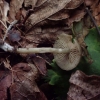 Mažasporė žalsvabudė - Simocybe centunculus | Fotografijos autorius : Vitalij Drozdov | © Macronature.eu | Macro photography web site