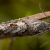 Baltasparnė epinocija - Epinotia pygmaeana | Fotografijos autorius : Žilvinas Pūtys | © Macronature.eu | Macro photography web site