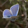 Common Blue - Polyommatus icarus | Fotografijos autorius : Žilvinas Pūtys | © Macronature.eu | Macro photography web site