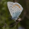Common Blue - Polyommatus icarus | Fotografijos autorius : Žilvinas Pūtys | © Macronature.eu | Macro photography web site