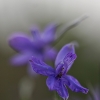 Dirvinis raguolis - Delphinium consolida | Fotografijos autorius : Agnė Našlėnienė | © Macrogamta.lt | Šis tinklapis priklauso bendruomenei kuri domisi makro fotografija ir fotografuoja gyvąjį makro pasaulį.