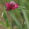  Šilinis dobilas - Trifolium medium | Fotografijos autorius : Gintautas Steiblys | © Macrogamta.lt | Šis tinklapis priklauso bendruomenei kuri domisi makro fotografija ir fotografuoja gyvąjį makro pasaulį.