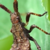 Dock Bug - Coreus marginatus (nymph) | Fotografijos autorius : Vidas Brazauskas | © Macronature.eu | Macro photography web site