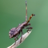 Dock Bug - Coreus marginatus, nymph | Fotografijos autorius : Žilvinas Pūtys | © Macronature.eu | Macro photography web site