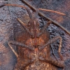 Dock Bug - Coreus marginatus | Fotografijos autorius : Žilvinas Pūtys | © Macronature.eu | Macro photography web site