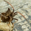 Dock Bug - Coreus marginatus | Fotografijos autorius : Aurimas Aukštuolis | © Macronature.eu | Macro photography web site
