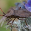 Dock Bug - Coreus marginatus | Fotografijos autorius : Žilvinas Pūtys | © Macronature.eu | Macro photography web site