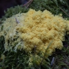 Dog vomit slime mold - Fuligo septica | Fotografijos autorius : Žilvinas Pūtys | © Macronature.eu | Macro photography web site