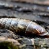 Glotnioji slukutė - Cochlodina laminata | Fotografijos autorius : Kazimieras Martinaitis | © Macronature.eu | Macro photography web site