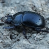 Dor beetle - Typhaeus fossor ♀ | Fotografijos autorius : Gintautas Steiblys | © Macronature.eu | Macro photography web site