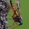 Downlooker Snipefly - Rhagio scolopaceus | Fotografijos autorius : Deividas Makavičius | © Macronature.eu | Macro photography web site