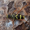 Drebulinis raštenis - Clytus arietis | Fotografijos autorius : Žilvinas Pūtys | © Macrogamta.lt | Šis tinklapis priklauso bendruomenei kuri domisi makro fotografija ir fotografuoja gyvąjį makro pasaulį.