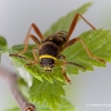 Drebulinis raštenis - Clytus arietis | Fotografijos autorius : Gediminas Gražulevičius | © Macrogamta.lt | Šis tinklapis priklauso bendruomenei kuri domisi makro fotografija ir fotografuoja gyvąjį makro pasaulį.