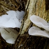 Drebutinis netikradyglis - Pseudohydnum gelatinosum | Fotografijos autorius : Kazimieras Martinaitis | © Macrogamta.lt | Šis tinklapis priklauso bendruomenei kuri domisi makro fotografija ir fotografuoja gyvąjį makro pasaulį.