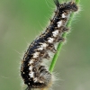 Drinker - Euthrix potatoria, caterpillar | Fotografijos autorius : Armandas Ka | © Macronature.eu | Macro photography web site