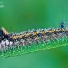 Drinker - Euthrix potatoria, caterpillar | Fotografijos autorius : Lukas Jonaitis | © Macronature.eu | Macro photography web site