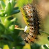 Rudoji meškutė, vikšras - Phragmatobia fuliginosa | Fotografijos autorius : Ramunė Vakarė | © Macrogamta.lt | Šis tinklapis priklauso bendruomenei kuri domisi makro fotografija ir fotografuoja gyvąjį makro pasaulį.