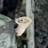 Žvynuotoji skylėtbudė - Cerioporus squamosus? | Fotografijos autorius : Kazimieras Martinaitis | © Macronature.eu | Macro photography web site