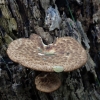 Dryad's saddle - Cerioporus squamosus | Fotografijos autorius : Vitalij Drozdov | © Macronature.eu | Macro photography web site