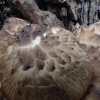 Dryad's saddle - Cerioporus squamosus | Fotografijos autorius : Vitalij Drozdov | © Macronature.eu | Macro photography web site