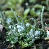 Dulkėtoji šiurė - Cladonia coniocraea | Fotografijos autorius : Ramunė Vakarė | © Macrogamta.lt | Šis tinklapis priklauso bendruomenei kuri domisi makro fotografija ir fotografuoja gyvąjį makro pasaulį.