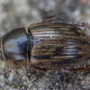 Small dung beetle - Volinus sticticus | Fotografijos autorius : Žilvinas Pūtys | © Macronature.eu | Macro photography web site