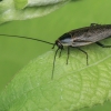 Dusky Cockroach - Ectobius lapponicus | Fotografijos autorius : Gintautas Steiblys | © Macronature.eu | Macro photography web site