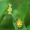 Dvidešimtdvitaškė boružė - Psyllobora vigintiduopunctata | Fotografijos autorius : Vidas Brazauskas | © Macrogamta.lt | Šis tinklapis priklauso bendruomenei kuri domisi makro fotografija ir fotografuoja gyvąjį makro pasaulį.