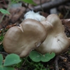 Dvokiančioji gijabudė - Entoloma nidorosum | Fotografijos autorius : Vytautas Gluoksnis | © Macrogamta.lt | Šis tinklapis priklauso bendruomenei kuri domisi makro fotografija ir fotografuoja gyvąjį makro pasaulį.