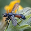 Dygliamusė - Cylindromyia interrupta | Fotografijos autorius : Žilvinas Pūtys | © Macrogamta.lt | Šis tinklapis priklauso bendruomenei kuri domisi makro fotografija ir fotografuoja gyvąjį makro pasaulį.