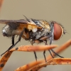 Dygliamusė - Ectophasia crassipennis ♀ | Fotografijos autorius : Žilvinas Pūtys | © Macrogamta.lt | Šis tinklapis priklauso bendruomenei kuri domisi makro fotografija ir fotografuoja gyvąjį makro pasaulį.