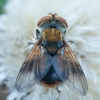 Dygliamusė - Ectophasia crassipennis ♂ | Fotografijos autorius : Žilvinas Pūtys | © Macrogamta.lt | Šis tinklapis priklauso bendruomenei kuri domisi makro fotografija ir fotografuoja gyvąjį makro pasaulį.