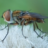Dygliamusė - Ectophasia crassipennis ♂ | Fotografijos autorius : Žilvinas Pūtys | © Macrogamta.lt | Šis tinklapis priklauso bendruomenei kuri domisi makro fotografija ir fotografuoja gyvąjį makro pasaulį.