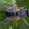 Dygliamusė - Tachina lurida ♀ | Fotografijos autorius : Žilvinas Pūtys | © Macrogamta.lt | Šis tinklapis priklauso bendruomenei kuri domisi makro fotografija ir fotografuoja gyvąjį makro pasaulį.
