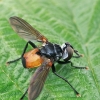 Dygliamusė - Hemyda obscuripennis | Fotografijos autorius : Gintautas Steiblys | © Macrogamta.lt | Šis tinklapis priklauso bendruomenei kuri domisi makro fotografija ir fotografuoja gyvąjį makro pasaulį.