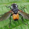 Dygliamusė - Hemyda obscuripennis | Fotografijos autorius : Gintautas Steiblys | © Macrogamta.lt | Šis tinklapis priklauso bendruomenei kuri domisi makro fotografija ir fotografuoja gyvąjį makro pasaulį.