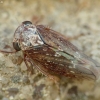 Early leafhopper - Acericerus ribauti  | Fotografijos autorius : Vidas Brazauskas | © Macronature.eu | Macro photography web site