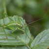 Eastern Saw Bush-cricket - Barbitistes constrictus ♀ | Fotografijos autorius : Žilvinas Pūtys | © Macronature.eu | Macro photography web site