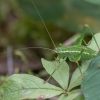 Eastern Saw Bush-cricket - Barbitistes constrictus ♀ | Fotografijos autorius : Žilvinas Pūtys | © Macronature.eu | Macro photography web site