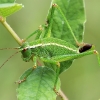 Eastern Saw Bush-cricket - Barbitistes constrictus | Fotografijos autorius : Gintautas Steiblys | © Macronature.eu | Macro photography web site
