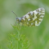 Eastern dappled white - Euchloe ausonia | Fotografijos autorius : Nomeda Vėlavičienė | © Macronature.eu | Macro photography web site