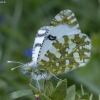 Eastern dappled white - Euchloe ausonia | Fotografijos autorius : Žilvinas Pūtys | © Macronature.eu | Macro photography web site