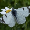 Eastern dappled white - Euchloe ausonia | Fotografijos autorius : Žilvinas Pūtys | © Macronature.eu | Macro photography web site