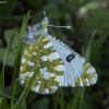 Eastern dappled white - Euchloe ausonia | Fotografijos autorius : Žilvinas Pūtys | © Macronature.eu | Macro photography web site