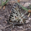 Eastern festoon - Zerynthia cerisy | Fotografijos autorius : Žilvinas Pūtys | © Macronature.eu | Macro photography web site