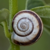 Eastern heath snail - Xerolenta obvia | Fotografijos autorius : Žilvinas Pūtys | © Macronature.eu | Macro photography web site